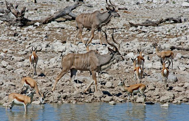 224 Etosha NP, kudu en springbok.JPG